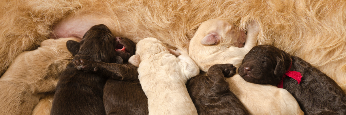 Le sevrage chez le chiot