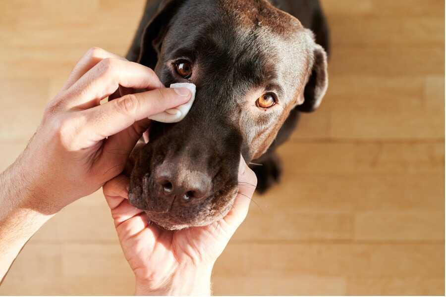 Hoe verzorg ik de ogen van mijn hond? 