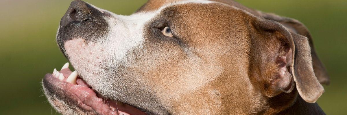 Staffordshire Bull Terrier