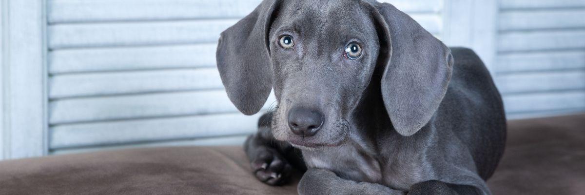 Hond met stamboom kiezen of niet?