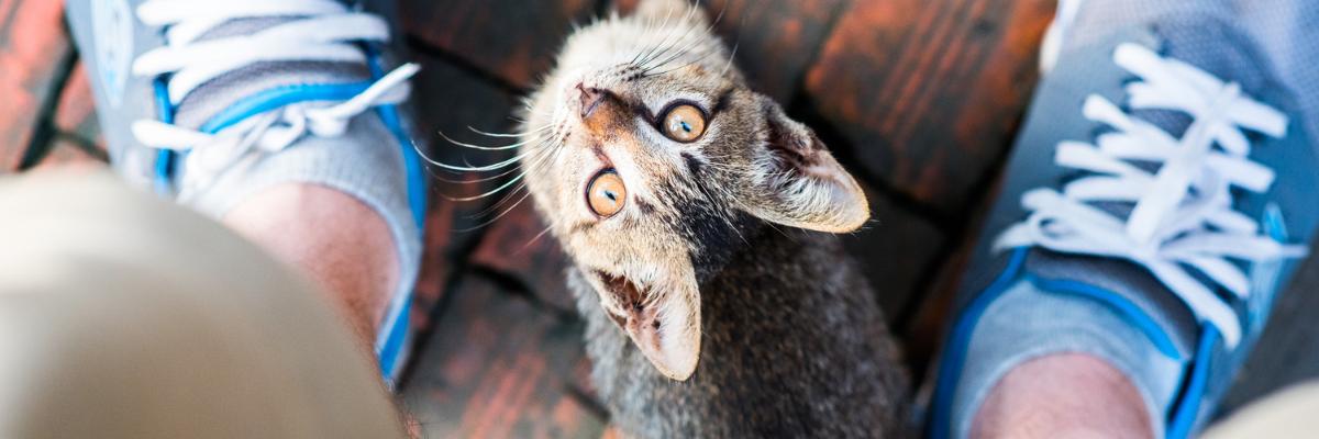 Supprimer le comportement de mendicité chez votre chat