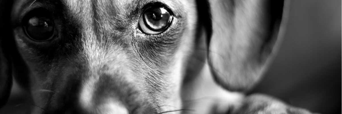 chien en surpoids