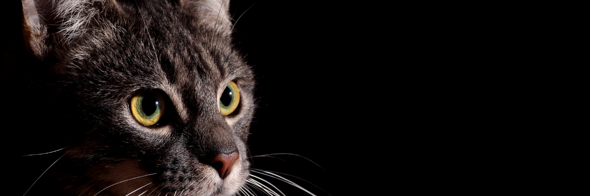 Les dangers du surpoids chez le chat