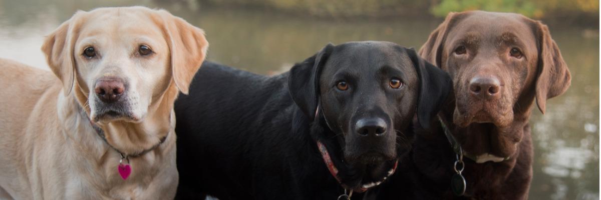 3 labradors in het water