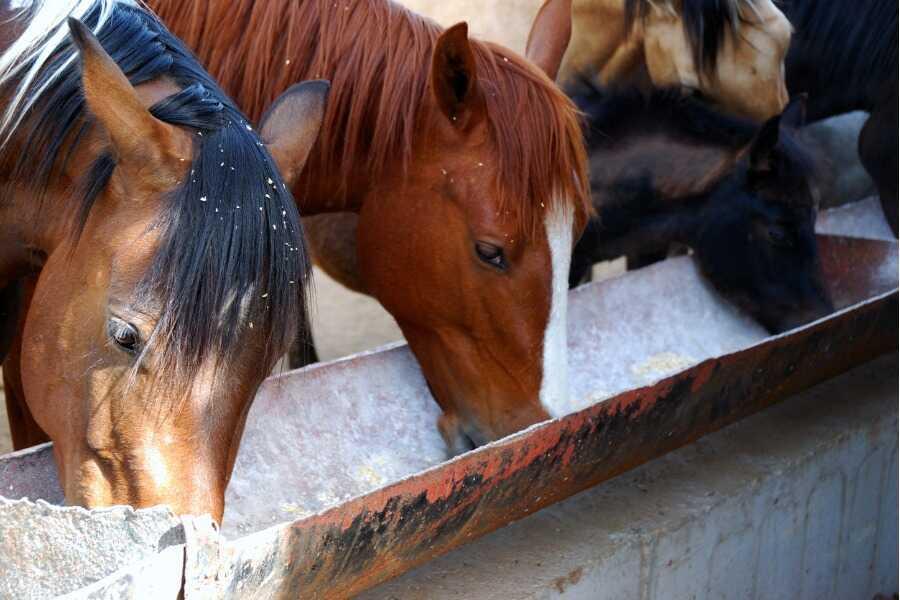 Nourrir son cheval : conseils pour une alimentation équilibrée