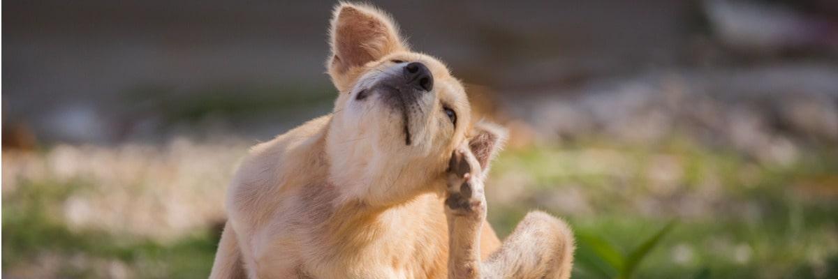 Moet ik mijn hond tegen vlooien behandelen?