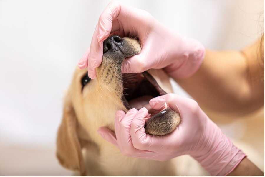 Soigner la mauvaise haleine de son chien correctement