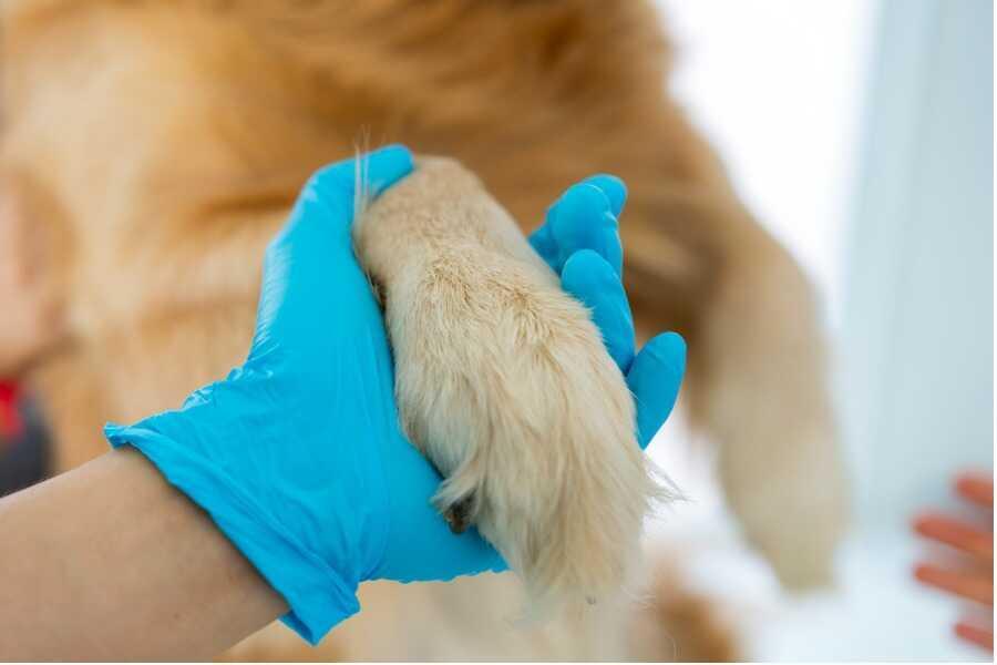 Boiterie du chien : comprendre les causes et agir