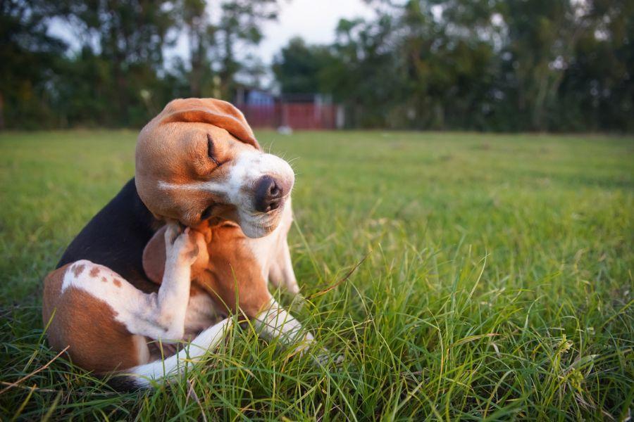 voedselallergieën bij honden