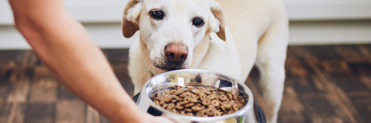 Welke voeding geef ik bij urinewegproblemen van mijn hond? 