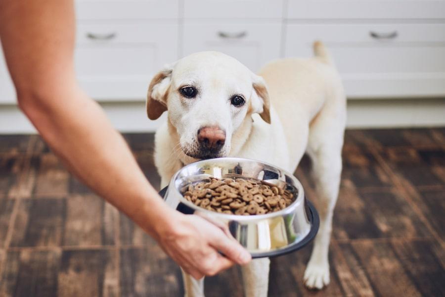 Welke Voeding Geef Ik Aan Mijn Hond Met Blaasproblemen?
