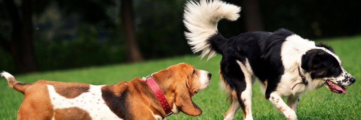 Winderigheid Bij Je Hond Oplossen |Pharmapets