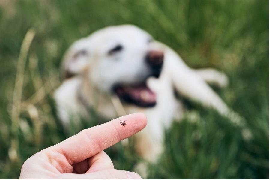 Tique du chien - Comment protéger votre chien contre les tiques 