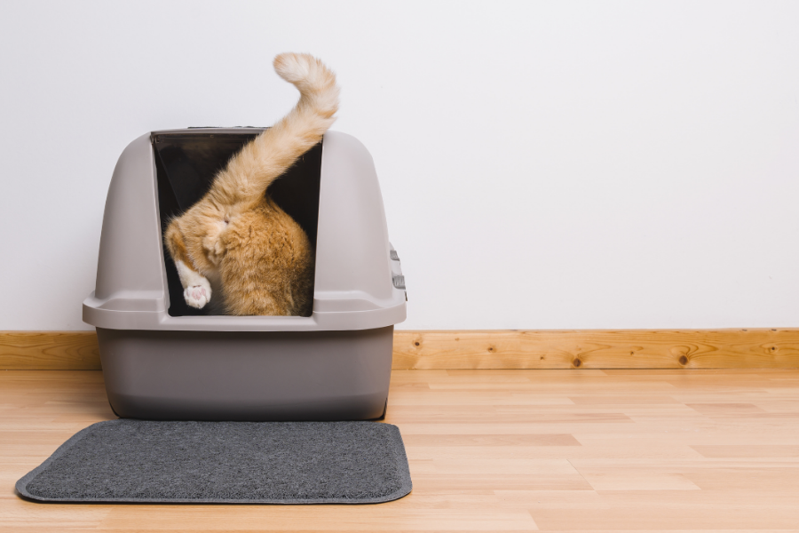 leerling Kalmte Tot stand brengen Wat te doen als je kat in huis plast | Pharmapets