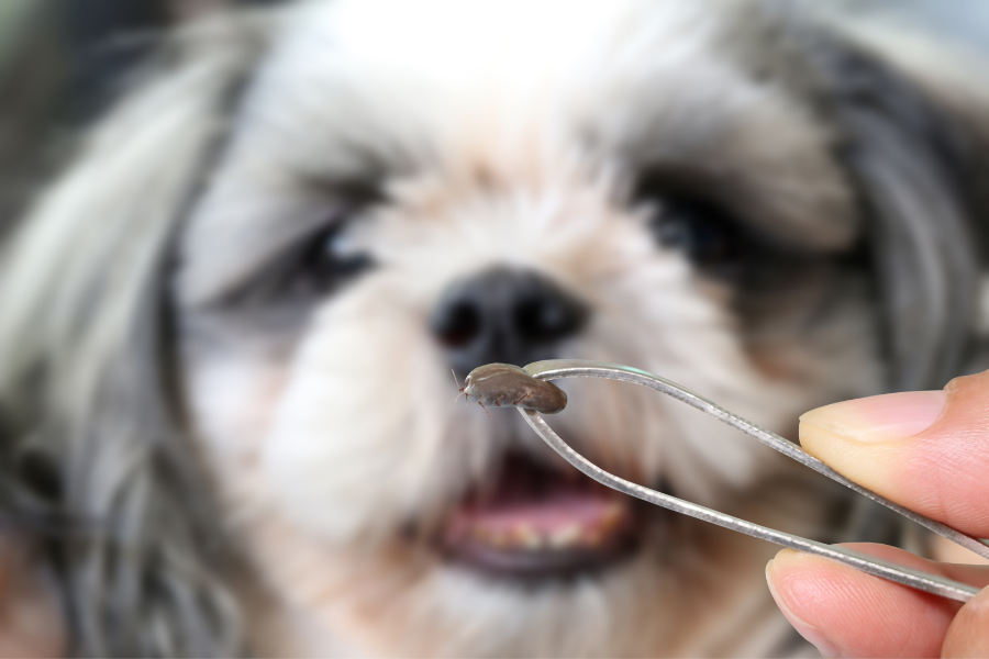 Archeologie chrysant chrysant Teek hond – verwijderen en beschermen | Pharmapets