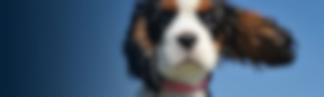 Un large choix de croquettes Royal Canin Veterinary Diet pour chien