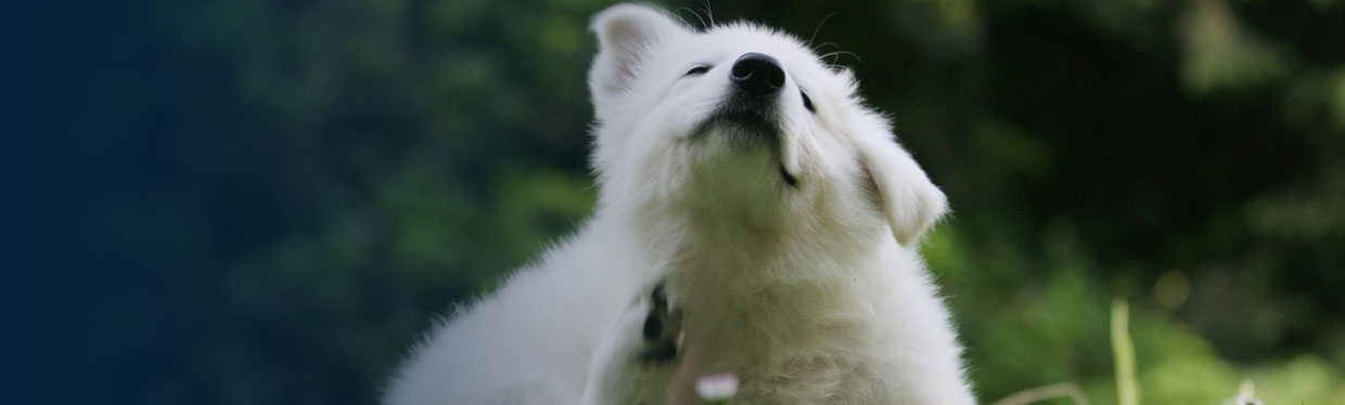 Collier anti puces et anti tiques pour chien - Vente collier 