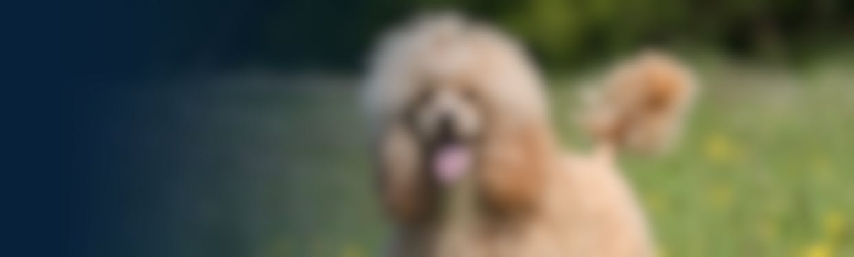 FURminator peigne lame pour le sous-poils chien poil long - Boutique Le  Jardin Des Animaux