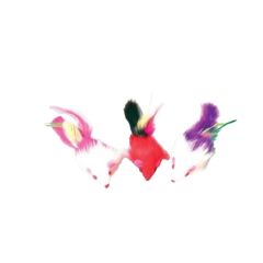 Souris Ã  plumes