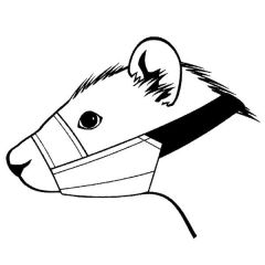 Muselière pour Furet