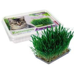 Herbe À Chat 120 Gr