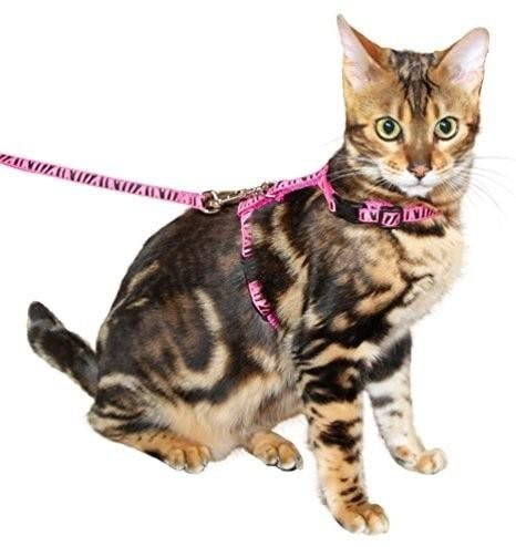Harnais Et Laisse Zebre Pour Chat Laisses Harnais Chat Activite Exterieure Vetostore