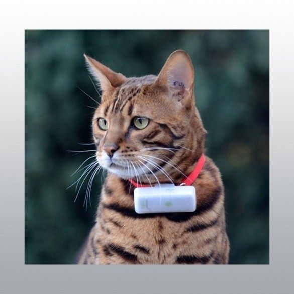 weenect cat tracker