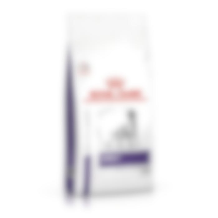 Royal Canin Chien Adult Dog