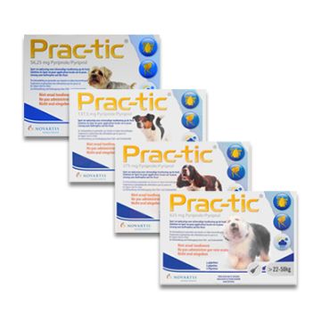 Prac-tic grand chien 6 pipettes