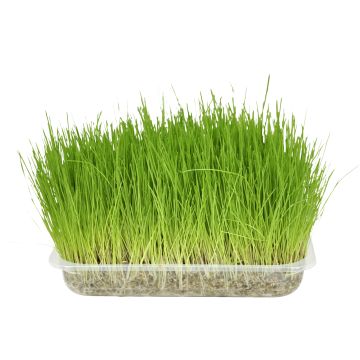 Kattengras