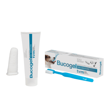 Stomatite Chat Qu Est Ce Que La Stomatite Chez Le Chat Vetostore