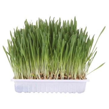 Trixie Kattengras Bak/ca. 100 G