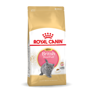 Royal Canin Britisch Shorthair Chatton 10kg