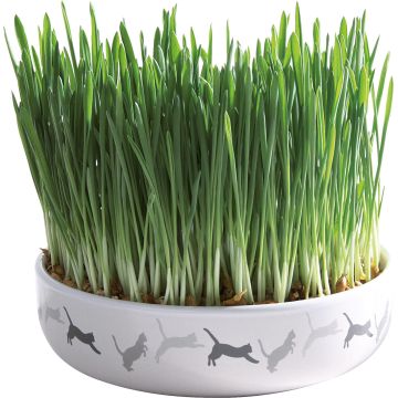 Trixie Kattengras Met Schaal Keramiek Ø 15 50g