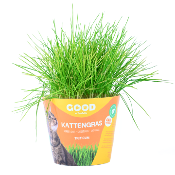 Tom&co Kattengras