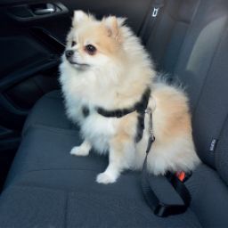 Duvo+ Veiligheidsharnas Hond Auto 50-75cm