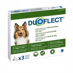 Duoflect Chien
