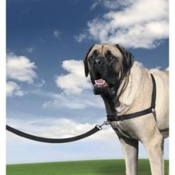 Harnais easy walk en nylon pour chien Bullmastiff «Force de