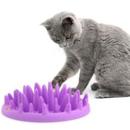 Gamelle Anti Glouton Northmate Catch pour chat