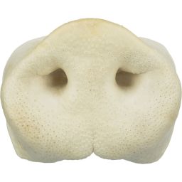 Trixie Museau de Cochon Friandises Naturelles Chien