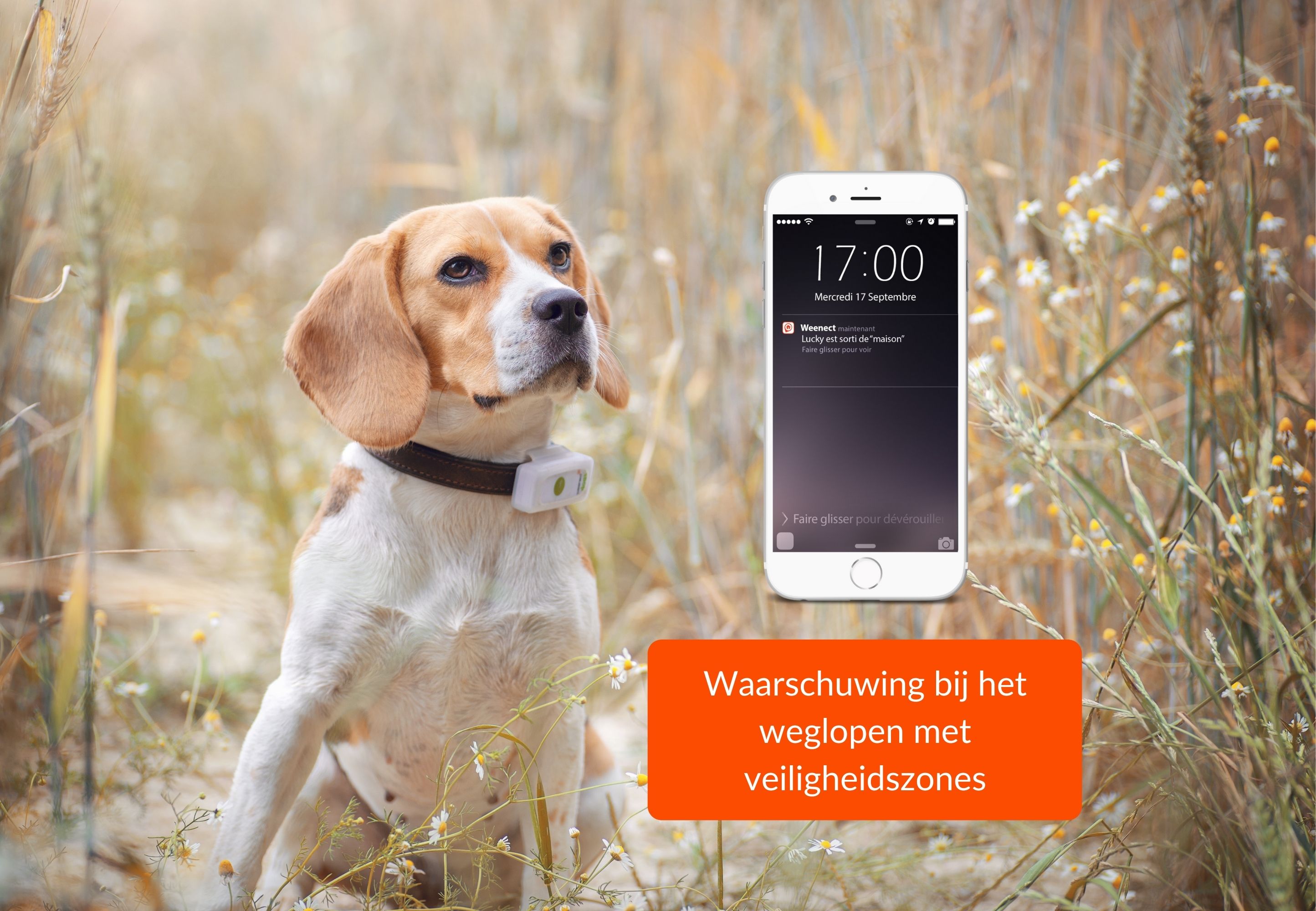 Weenect GPS Tracker Hond Omheining Hond Huisvesting en bedden
