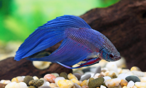 Beta splenders in een nano-aquarium