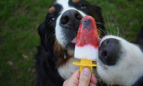 Chien lèche chien glace