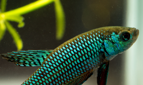 Smaragd beta in een nano-aquarium