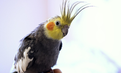 De valkparkiet is deel van de familie