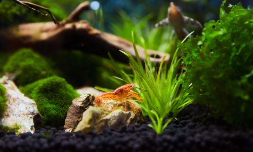 Aquascaping in een nano-aquarium