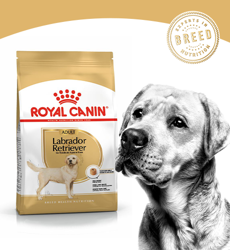 labrador dry dog food