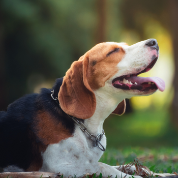 consultatie voor hond door oorontsteking