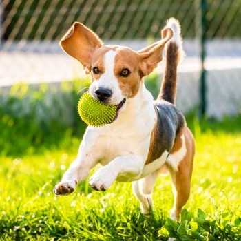 perfect speelgoed voor een beagle