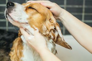 Beagle in bad 